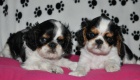 King charles spaniel s PP