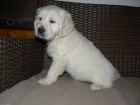 Zlat retrvr - golden retriever s PP