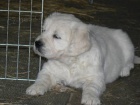 Zlat retrvr - golden retriever s PP