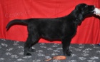 Flat Coated Retriever s PP