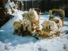 Samojed štěňata