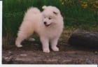 Samojed štěňata