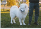 Samojed štěňata