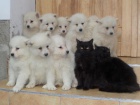 Samojed štěňata