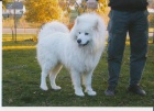 Samojed tata