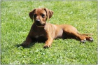 Rhodesian Ridgeback