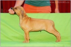 Rhodsk Ridgeback