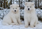 samojed