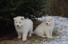 samojed