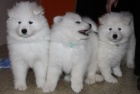 samojed