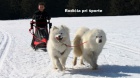 samojed