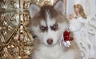 Modr oi Sibisk husky tata na novch domovech