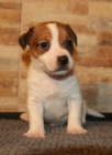 jack russell terrier s PP