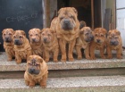 arpej,  shar-pei, sharpei