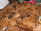 arpej,  shar-pei, sharpei