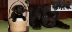 Labradorský retrivr štěňátka hnědé barvy