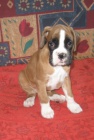 Boxer štěňátka