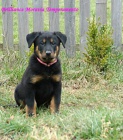 Beauceron ttka s PP