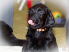 Štěňata Flat Coated Retrievera