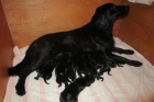 Flat coated retriever - ttka s PP