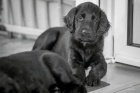Štěně Flat Coated Retrievera