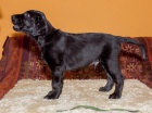Štěně Flat Coated Retrievera