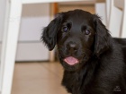 Štěně Flat Coated Retrievera