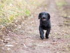 Štěně Flat Coated Retrievera