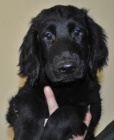 Flat Coated Retriever s PP