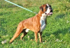 kryc pes -nmeck boxer