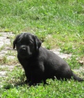 Labrador - ern pejsek
