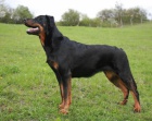 Beauceron ttka s PP - v R nov krev