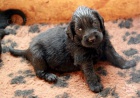 Flat coated retriever s PP