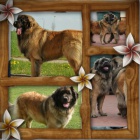 LEONBERGER