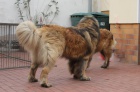 LEONBERGER