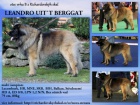 tata Leonberger