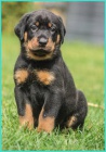 Beauceron - ttka s PP