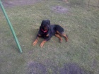 Nabzm 3 letho psa rottweiler kastrovan