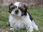 Shih-tzu, i-tzu ttka s PP