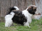 Shih-tzu, i-tzu ttka s PP