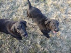 Flat Coated Retriever