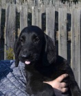 Flat coated retriever s PP ern fena