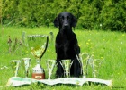 Flat Coated Retriever - tata s PP