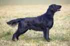 Flat Coated Retriever - tata s PP