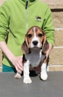 Beagle (bgl)