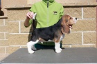 Beagle (bígl)