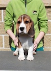Beagle (bígl)