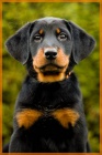 Beauceron - ttka s PP