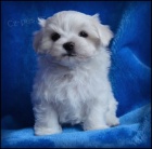 Malt�z��ek s rodokmenem