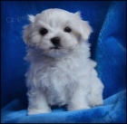 Malt�z��ek s rodokmenem